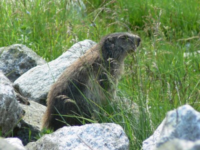 Marmot  c NPHT Lerch