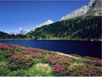 rostrote Alpenrosen Obersee c NPHT Maier